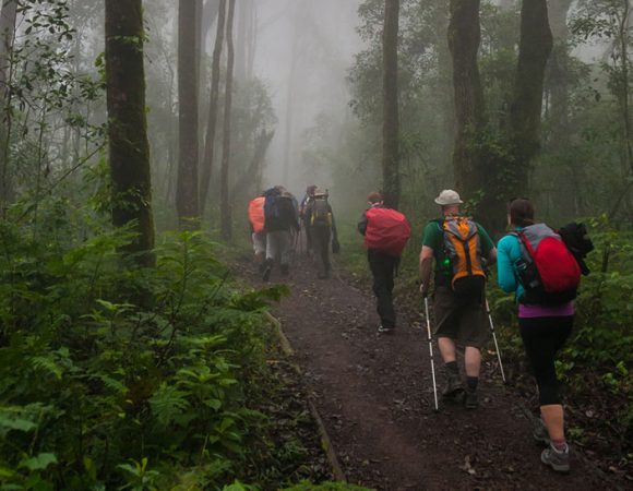 Kilimanjaro Day Hike