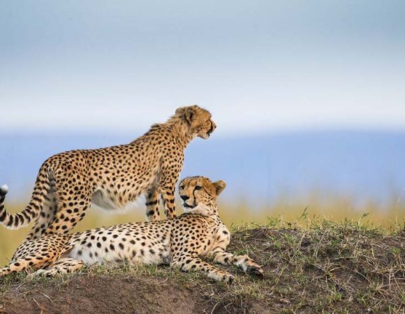 7 Days Tanzania Safari