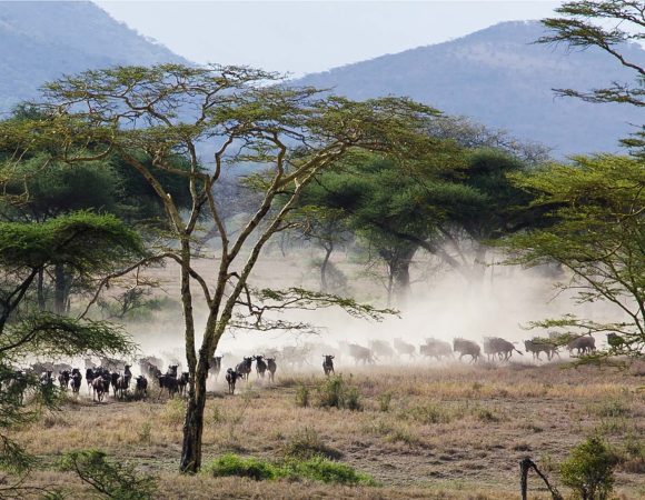 14 Days Kilimanjaro & Safari