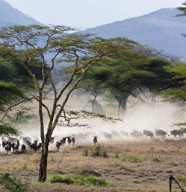 14 Days Kilimanjaro & Safari