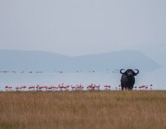 3 Days Tanzania Safari-Tarangire , Ngorongoro & Lake Manyara