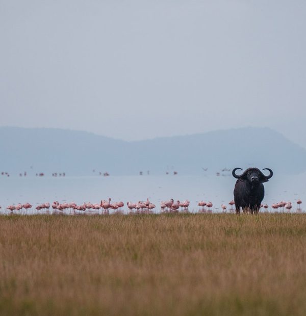 3 Days Tanzania Safari-Tarangire , Ngorongoro & Lake Manyara